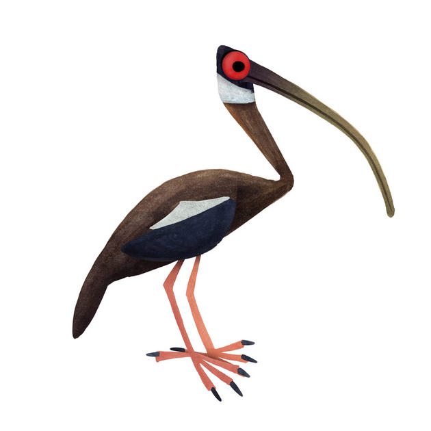 white-shouldered ibis