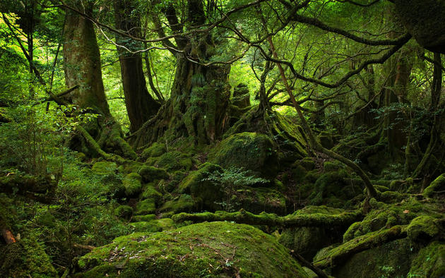 Yakushima Japan Wallpaper