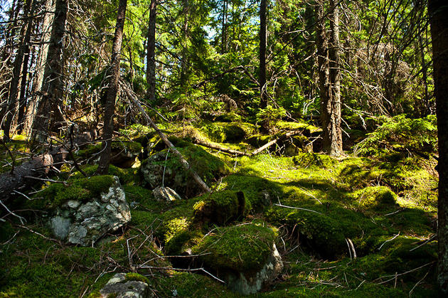 Carpathian Mountains, Ukraine