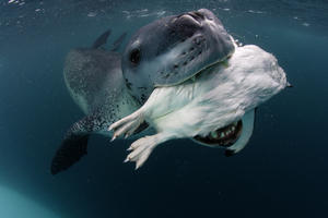 Harbor seal