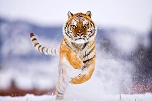 A tiger running in the snow captured