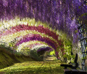 Kawachi Fuji Garden