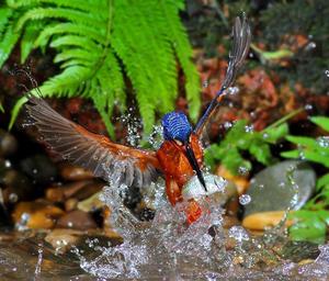 Blue Kingfisher Hunting for fish in a stream