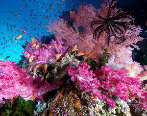 spectacle of colours underwater photo