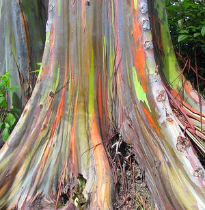 New Britain Colourful Tree