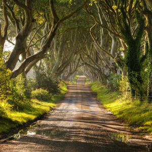 Dark Hedges Alley in Ireland