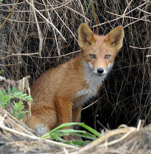 Kronotsky Reserve Fox