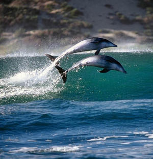 Stunning Dolphin Photo