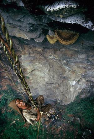 Brave Himalayan Honey Hunters