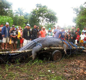 Biggest Crocodile Ever