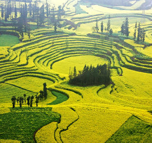 Luoping Canola Preview China