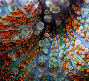 Salt Water Corals by Felix Salazar