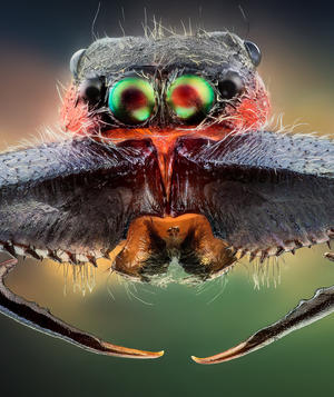 Macro insects photos by John Hallmén