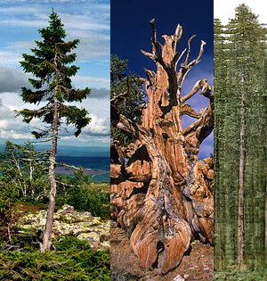 The Oldest Tallest Widest And Biggest Trees In The World I Like To Waste My Time