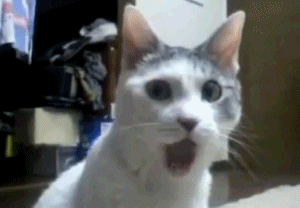 Lolcats - gifs - LOL at Funny Cat Memes - Funny cat pictures with words on them - lol, cat memes, funny cats