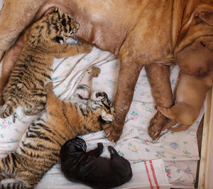 Shar Pei Dog Mother Takes care of Tiger Cubs