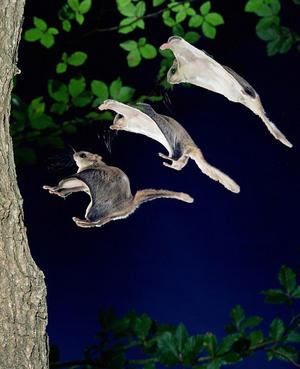 Southern Flying Squirrel