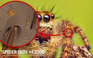 Spider skin ×12000