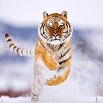 A tiger running in the snow captured