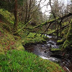 Stunning Nature of Scotland