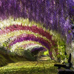 Kawachi Fuji Garden