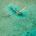 C47 Wreck in the Bahamas