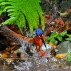 Blue Kingfisher Hunting for fish in a stream