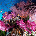 spectacle of colours underwater photo