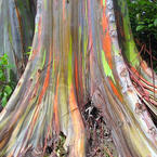 New Britain Colourful Tree