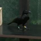 Crows are clever creatures