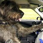 Dog Driving school in New Zealand