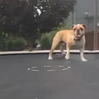 Funny dog on a trampoline