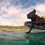 A dog Swimming with Dolphins