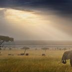 Elephant East Africa Landscape