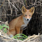 Kronotsky Reserve Fox