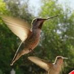 Hummingbirds HD Video Slow Motion 225fps