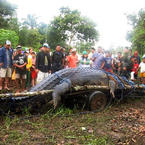 Biggest Crocodile Ever