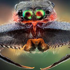 Macro insects photos by John Hallmén