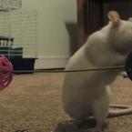 Rat Tricks Incredible