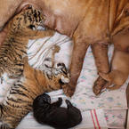 Shar Pei Dog Mother Takes care of Tiger Cubs