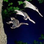 Southern Flying Squirrel