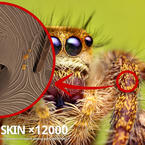 Spider skin ×12000