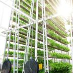 Vertical farming in singapore