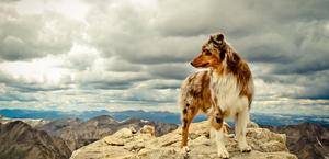 Australian shepherd