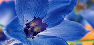 Blue Flower Macro HD Wallpaper