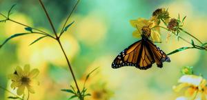 Macro HD Wallpaper butterfly nature
