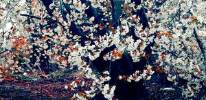 A beautiful White Cherry Blossom Tree Wallpaper