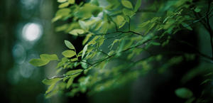 Delicate Leaves HD Wallpaper