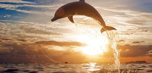 Dolphin in Florida Air Time Wallpaper
