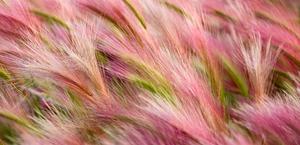 foxtail barley hd wallpaper